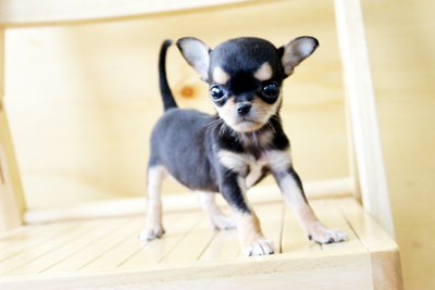 Chihuahua, (Mash) ♂ 
