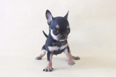 Chihuahua  ( ♂ )